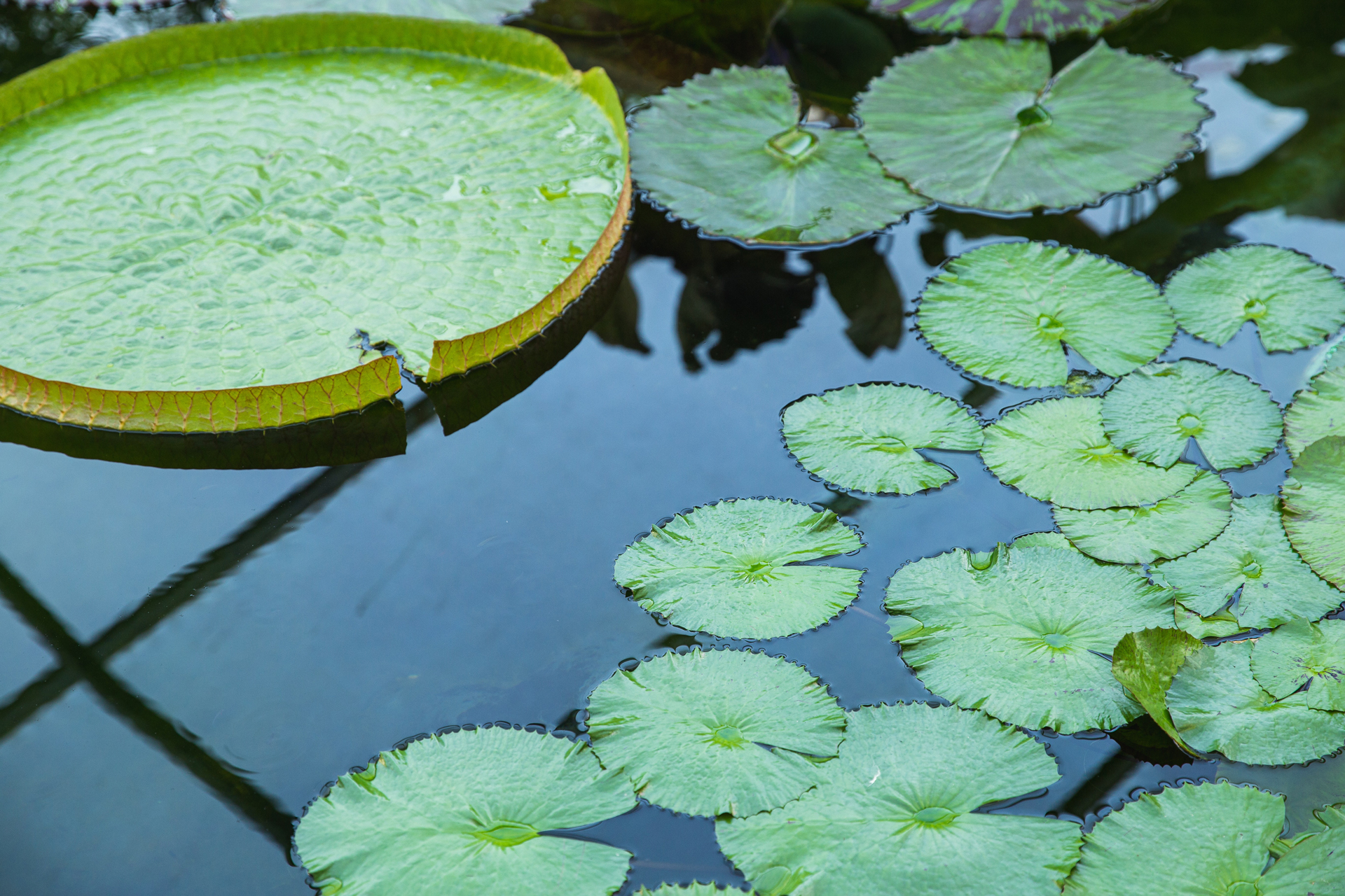 Aménager un bassin de jardin à Guebwiller Caspar Paysage